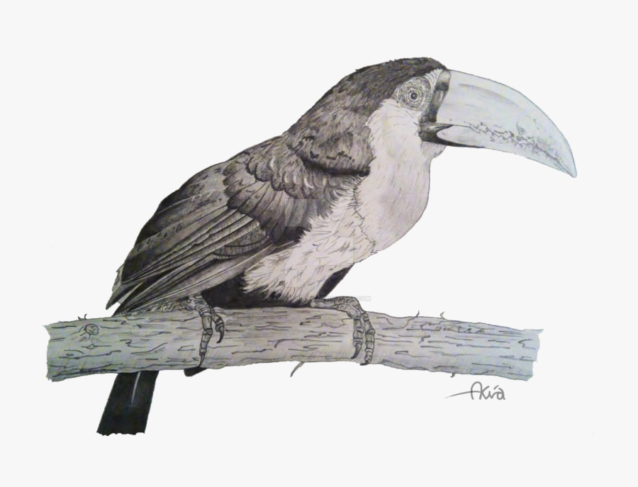 Tropical Bird Drawing - Dessin Realiste D Oiseau, Transparent Clipart