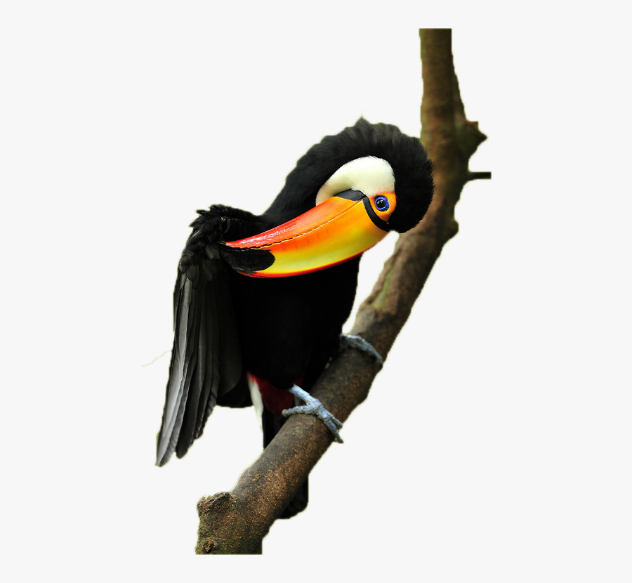 Clip Art Parrot Bird Toucan Black - Parrot, Transparent Clipart