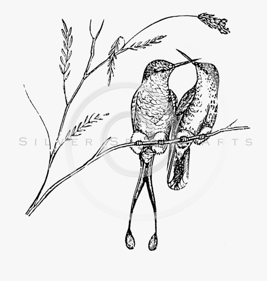 Royalty Free Stock Vintage Illustrations Photo Keywords - Black And White Humming Birds, Transparent Clipart