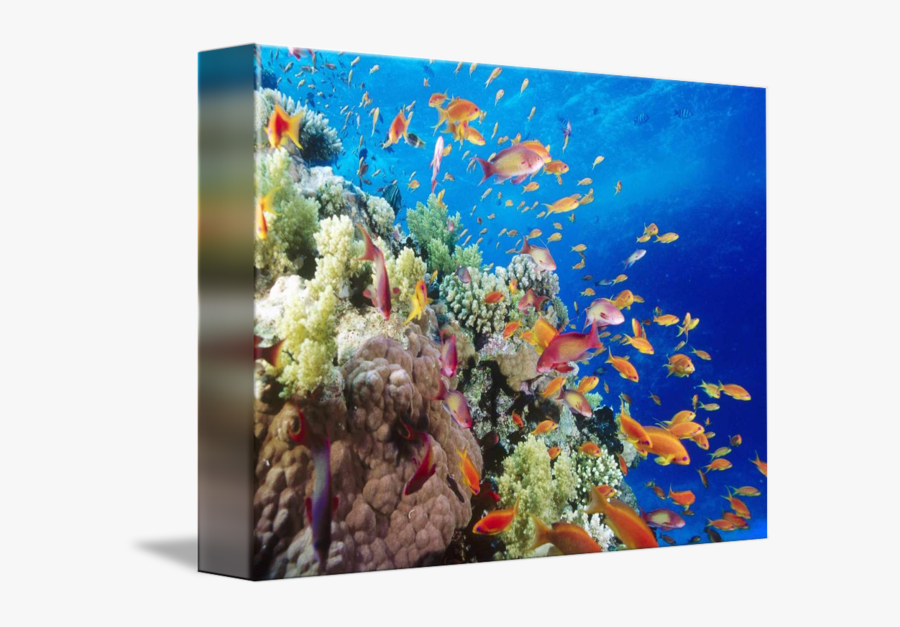 Ocean Life Clipart - Flora Y Fauna Marina De Colombia, Transparent Clipart