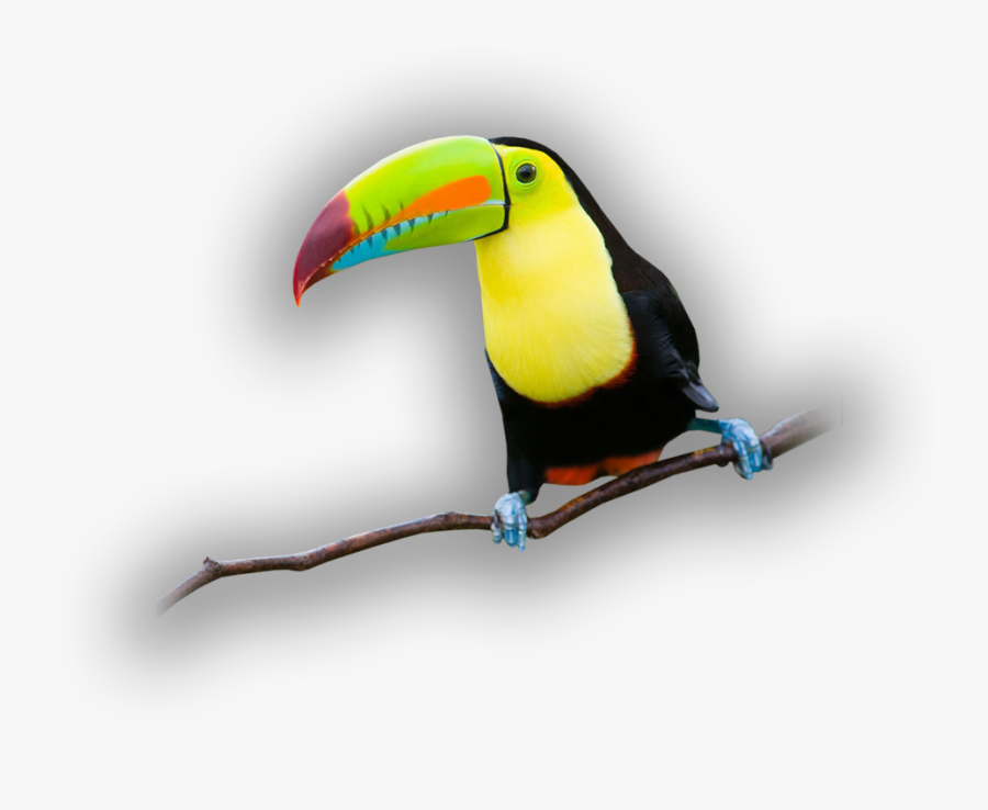 Clip Art Are Toucans Parrots - Toucan, Transparent Clipart