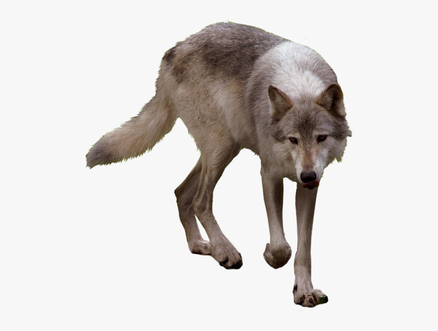 Transparent Timberwolf Clipart - Timber Wolf Transparent, Transparent Clipart