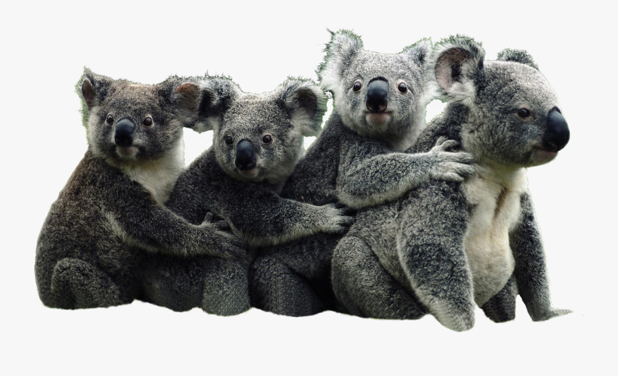 Clip Art Funny Koala - Funny Koala, Transparent Clipart
