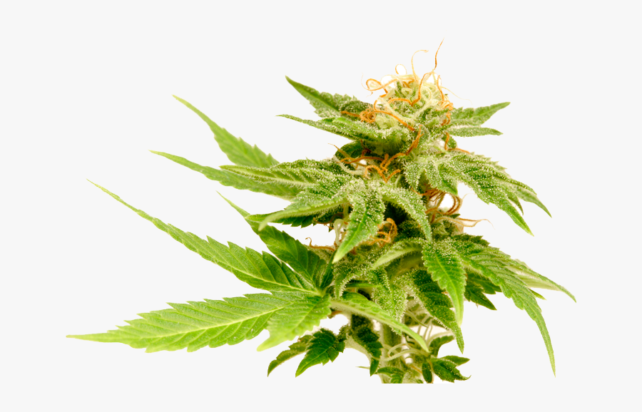 Transparent Marijuana Plant Clipart - Jack Herer Flower, Transparent Clipart