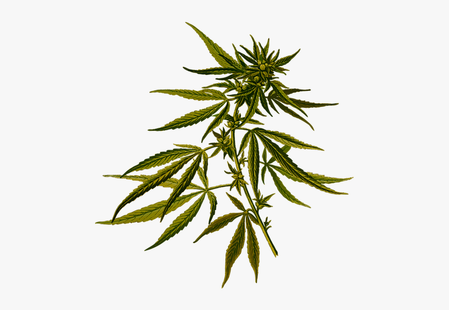 Weed Leaf, Vector Graphic Cannabis Drug Hash Hashish - Hemp Leaf Botanical Drawing, Transparent Clipart