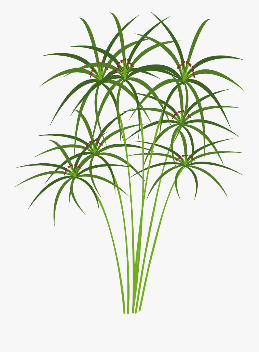 papyrus plant drawing transparent clipartkey