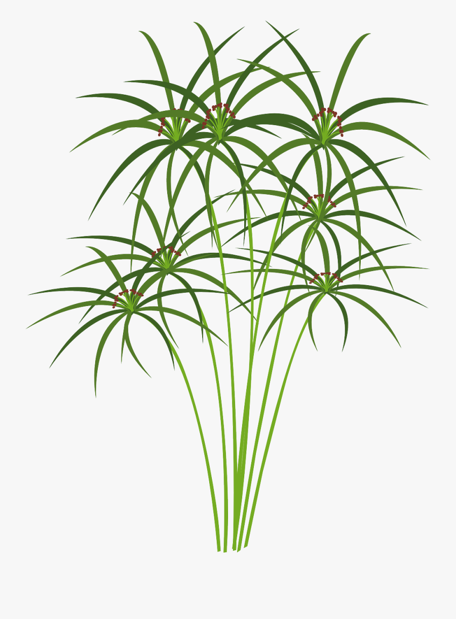 Drawing Of Papyrus Plant, Transparent Clipart