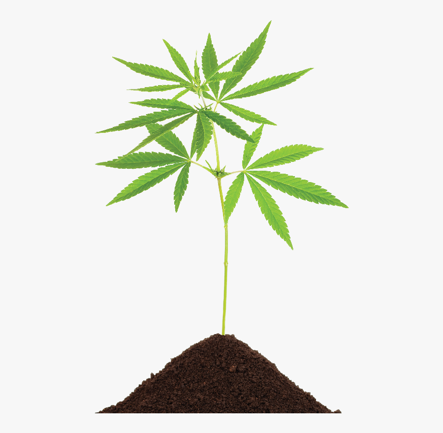 Small Hemp Plant, Transparent Clipart