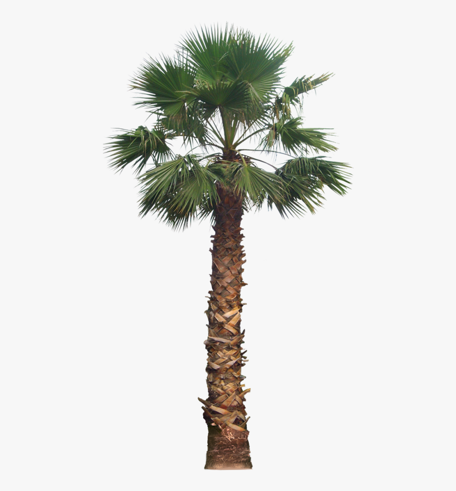 Coconut Clipart Desert Tree - Desert Palm Tree Png, Transparent Clipart