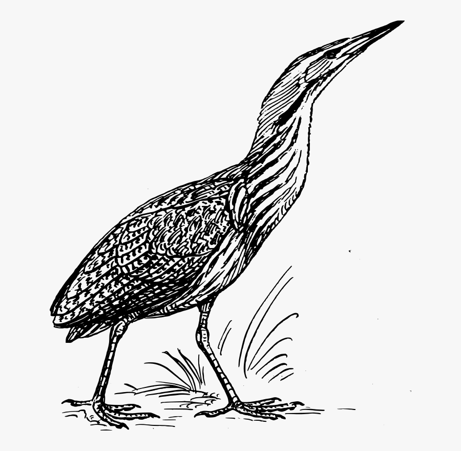 Free Vector Bittern Bird Clip Art - Bittern Black And White, Transparent Clipart