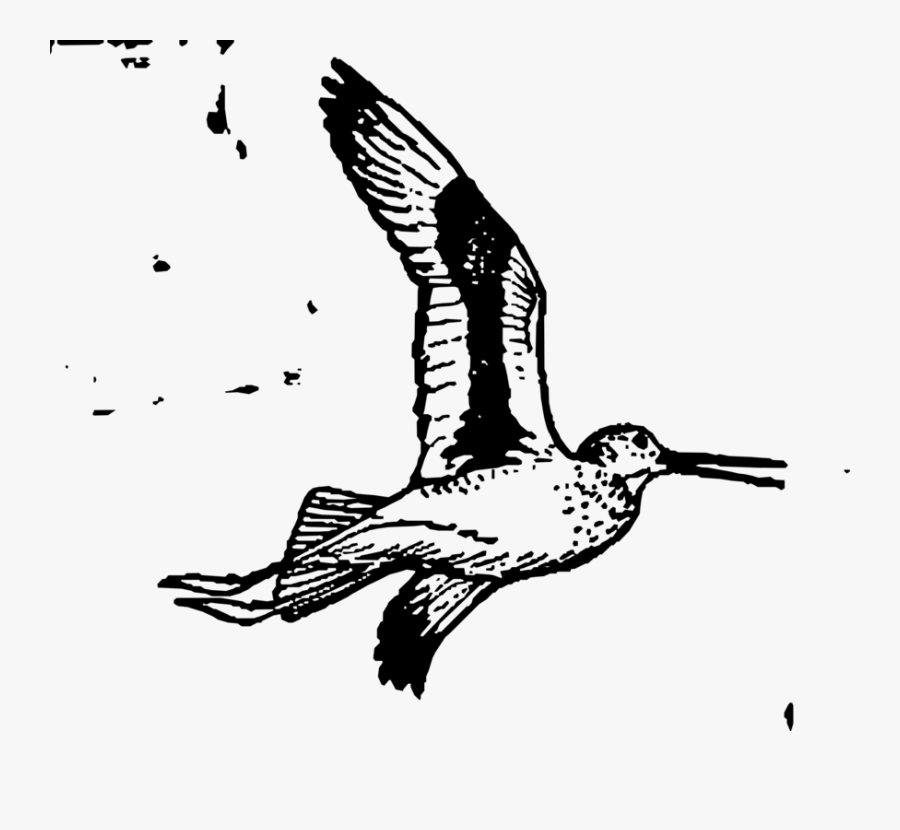 Duck,wildlife,water Bird - Willet Drawing, Transparent Clipart