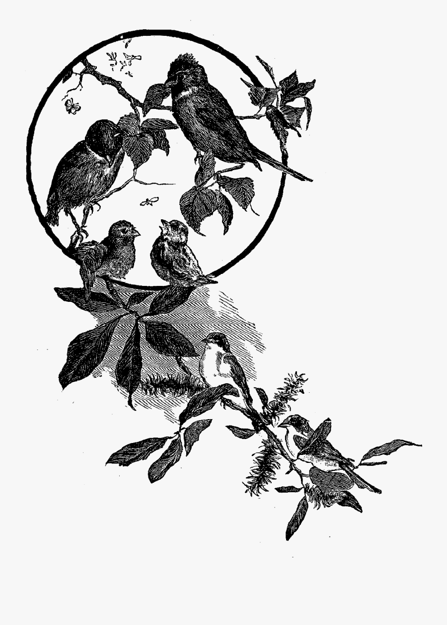 Birds Flowers Frame Image - Bird And Flowers Black, Transparent Clipart