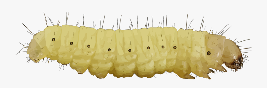 Waxworm,emperor Moths,larva - Larva Png, Transparent Clipart