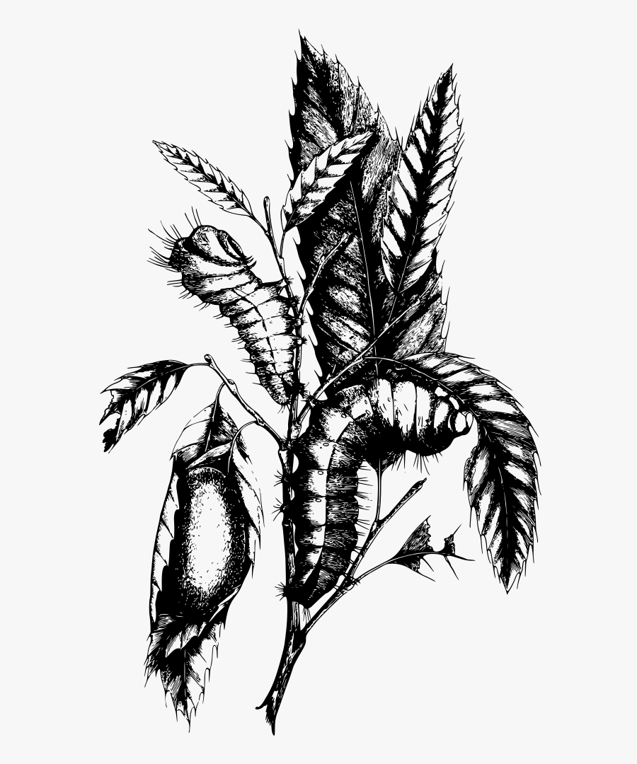 Plant,flower,leaf - Caterpillar, Transparent Clipart