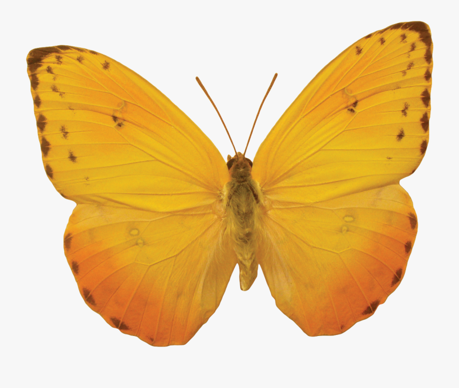 Orange Butterfly Png Image, Butterflies Free Download - Yellow Butterfly No Background, Transparent Clipart