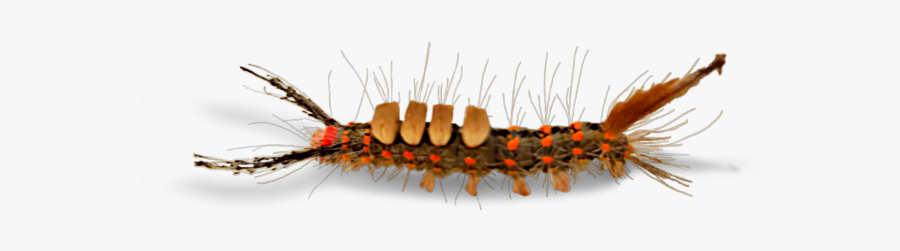 Caterpillar Vapourer Moth) Brownandorange Realistic - Caterpillar, Transparent Clipart