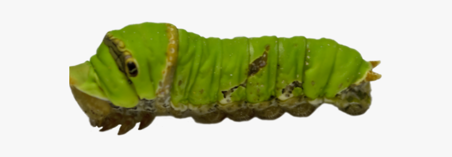 Caterpillar Png Transparent Images - Green Caterpillar Png, Transparent Clipart