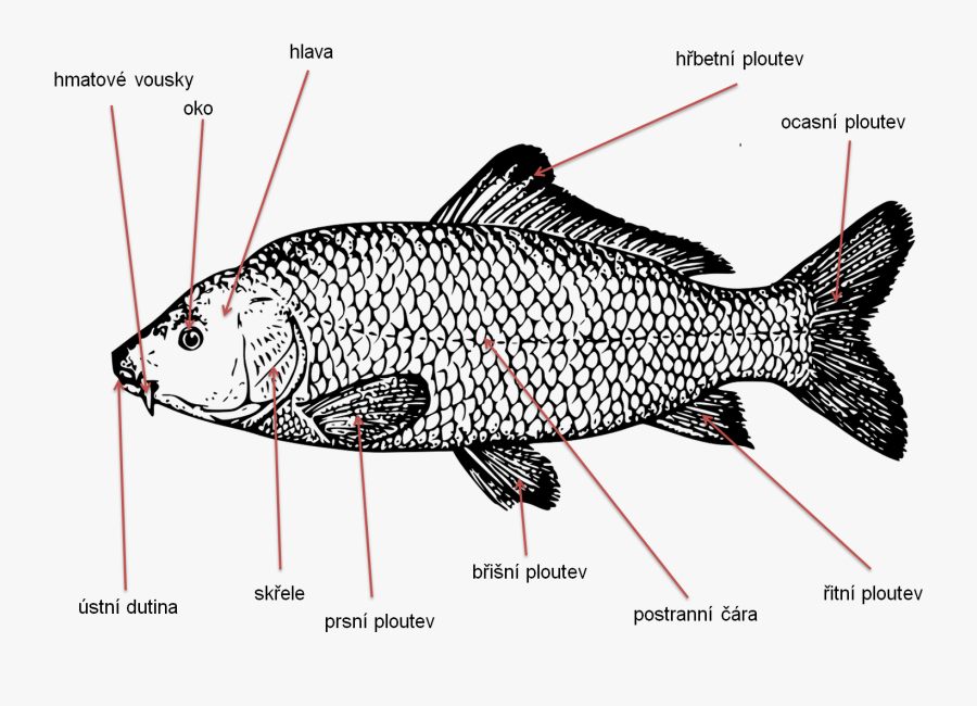 Koi Carp Fishing Clip Art - What's The Saying Sharp, Transparent Clipart