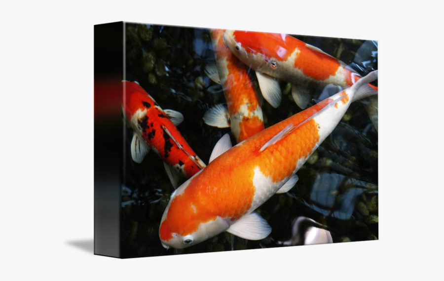 Clip Art Koi Fish Photos - Orange Black And White Big Koi Fish, Transparent Clipart