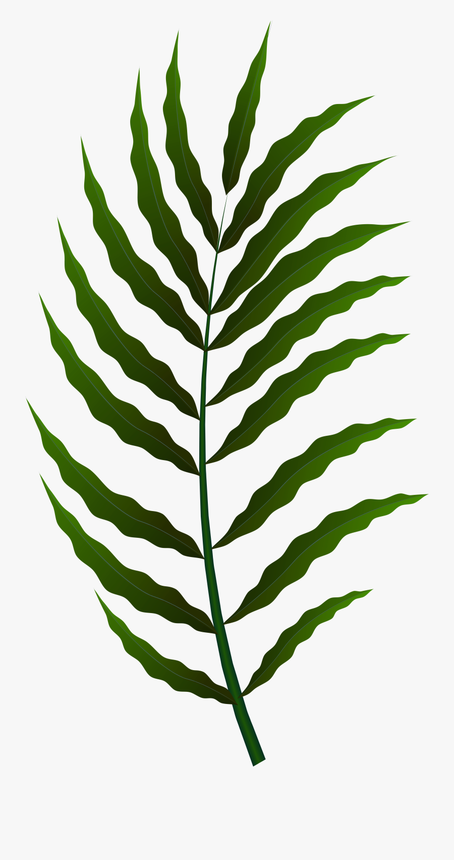 Fern Clipart , Png Download - Fern, Transparent Clipart