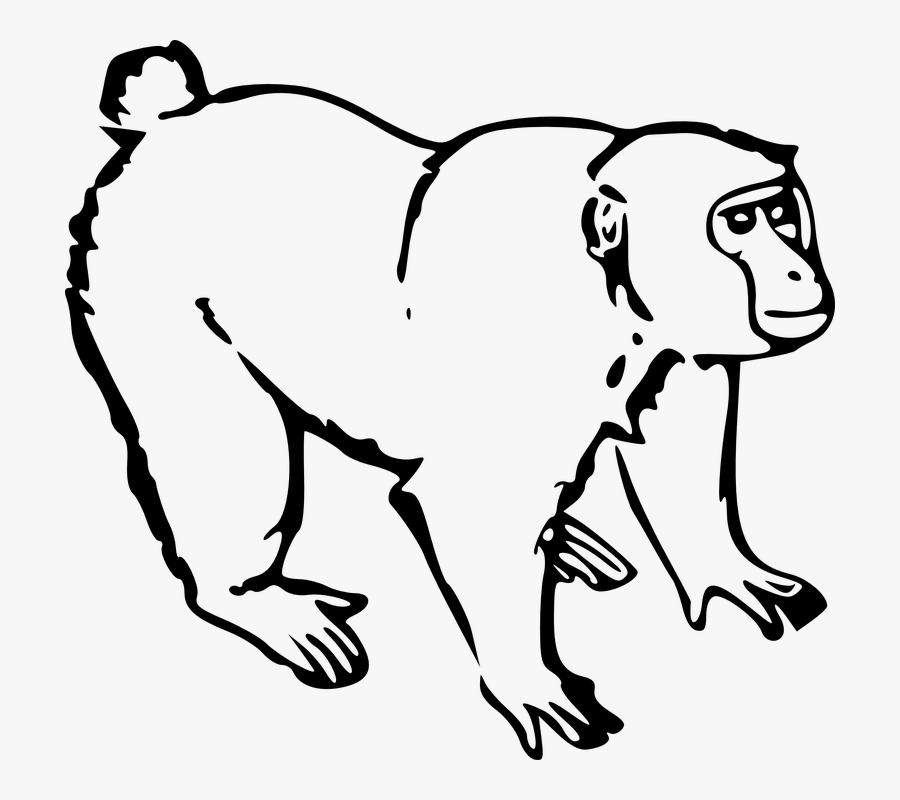 Monkey, Animal, Jungle, Mammal, Wildlife, Wild - Monkey Black And White, Transparent Clipart