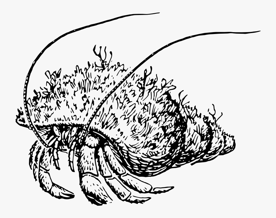 Medium Image Png - Cangrejo Ermitaño Para Dibujar, Transparent Clipart