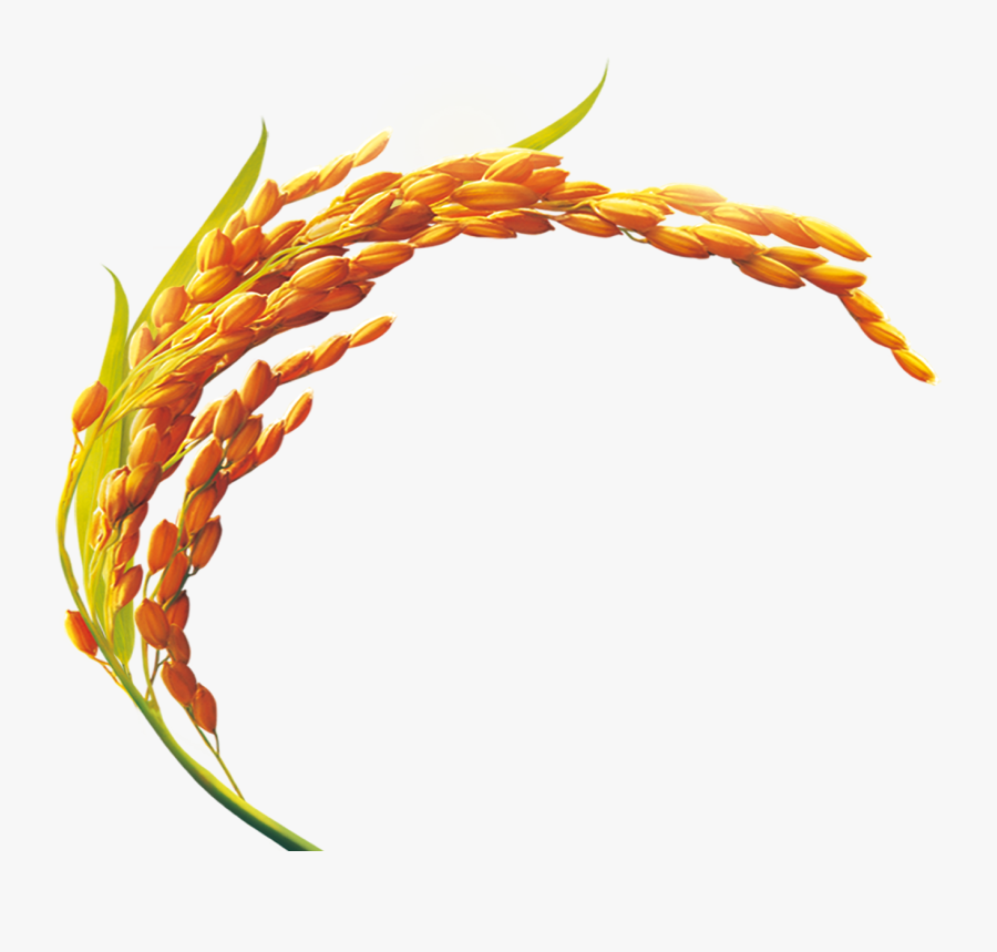 Rice Bran Golden Cooking - Paddy Rice Logo Png, Transparent Clipart