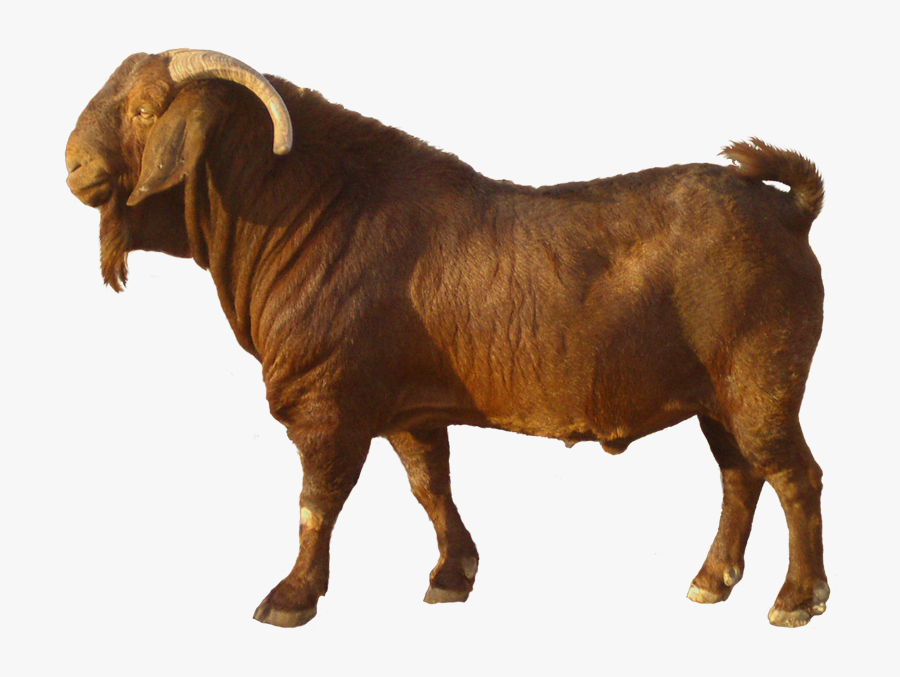 Clip Art Boer Kalahari Red Farming - Goat Farming, Transparent Clipart