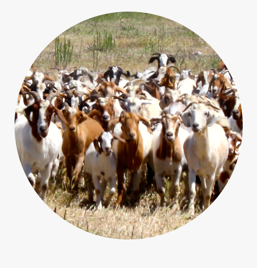 Transparent Goats Png - Goat, Transparent Clipart
