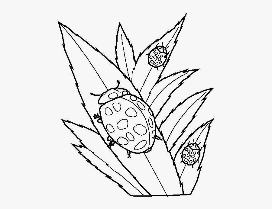 Ladybugs On Leaves Coloring Page - Realistic Ladybug Coloring Pages, Transparent Clipart