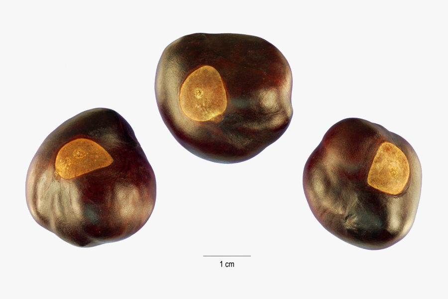 Transparent Nut Png - Buckeye Tree, Transparent Clipart