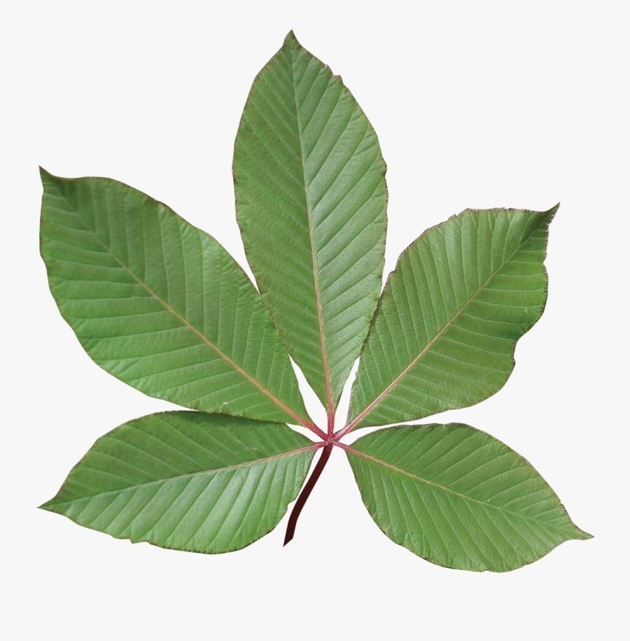Transparent Red Leaf Png - Red Buckeye Tree Leaf, Transparent Clipart