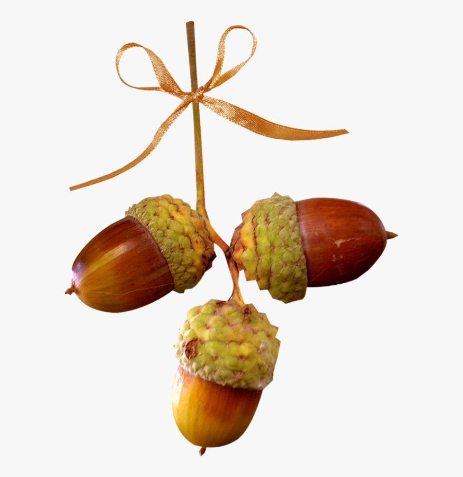 Изображение Для Плейкаста Clipart , Png Download - Acorn, Transparent Clipart