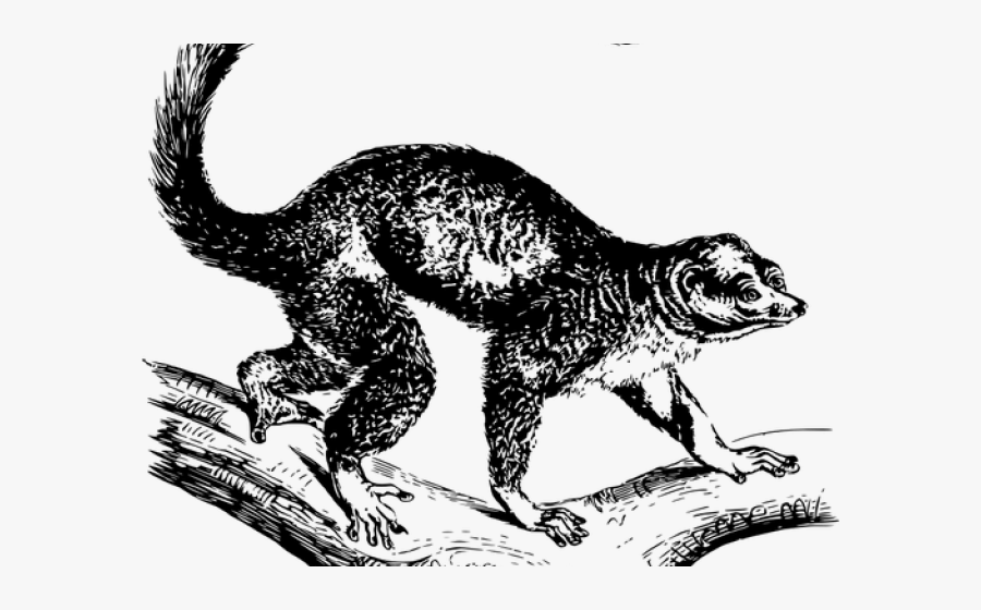 Mongoose Clipart Drawn - Foolish Crane And The Mongoose, Transparent Clipart