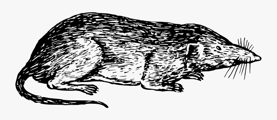 Art,monochrome Photography,carnivoran - Shrew Clipart, Transparent Clipart