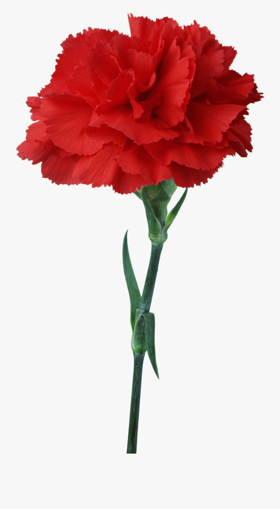 Carnation Flower Red Floristry Clip Art Cravos 25 De Abril Png , Free