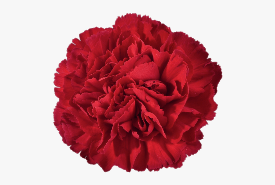 Red Carnation - Carnation Clipart, Transparent Clipart