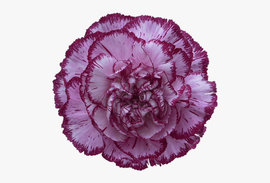Bacarat Purple Carnation - Flowers Clipart Carnations, Transparent Clipart