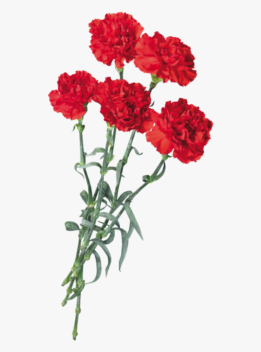 #carnations #flowers #scspringflowers #springflowers - Carnation Flower Pic Png, Transparent Clipart