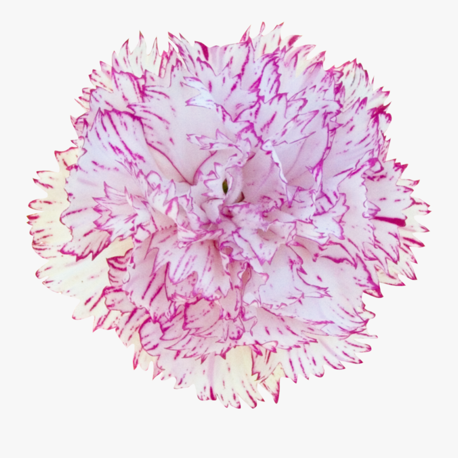 Carnation - Dianthus - Dianthus, Transparent Clipart