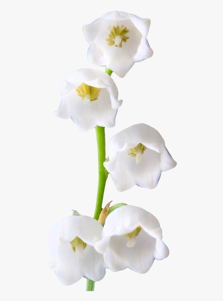 Lily Of The Valley Png, Transparent Clipart