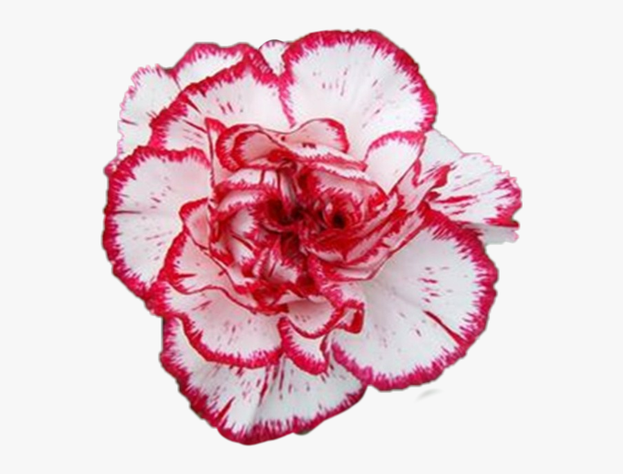 #carnation #flower - Carnation, Transparent Clipart