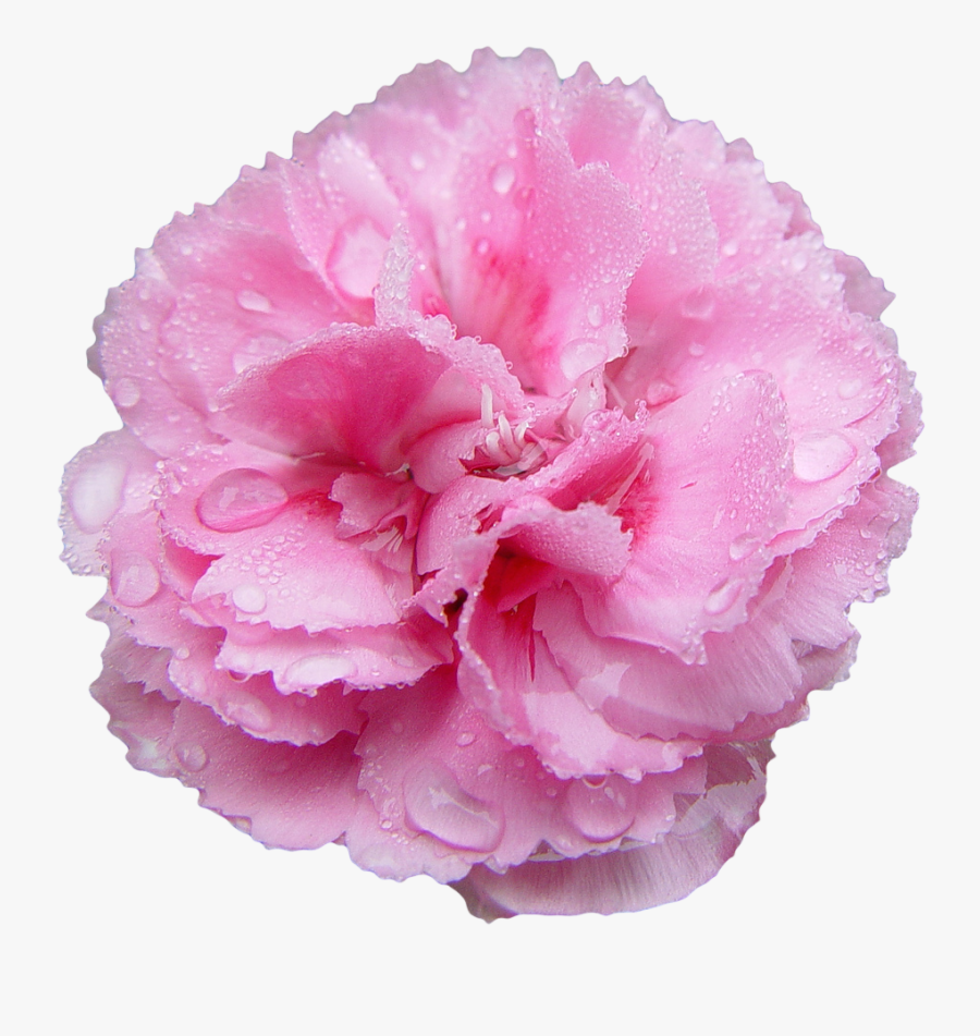 Transparent Flowers Transparent Flowers, Pink Carnations, - Transparent Background Carnation Flower Transparent, Transparent Clipart
