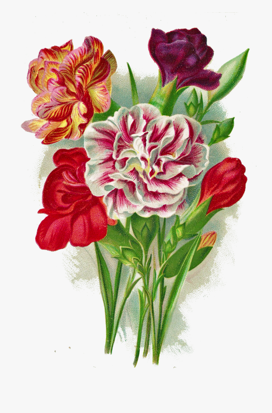 Carnation Flower Vintage, Transparent Clipart