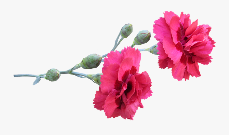 Garofano Png, Transparent Clipart