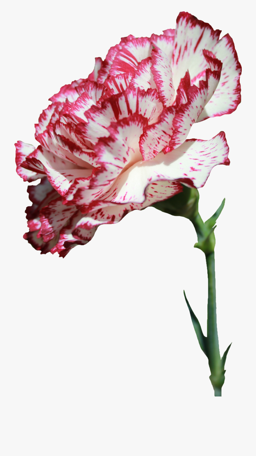 Clip Art Pin By Maria Mark - Carnation Flower Png Transparent, Transparent Clipart