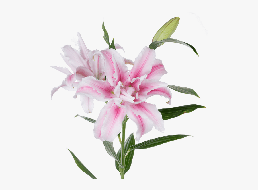 Transparent Lily Of The Valley Clipart - Rose Lily, Transparent Clipart