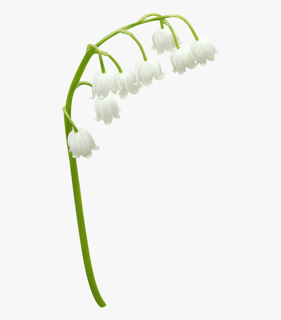 Transparent Lily Of The Valley Png - Lily Of The Valley Png, Transparent Clipart