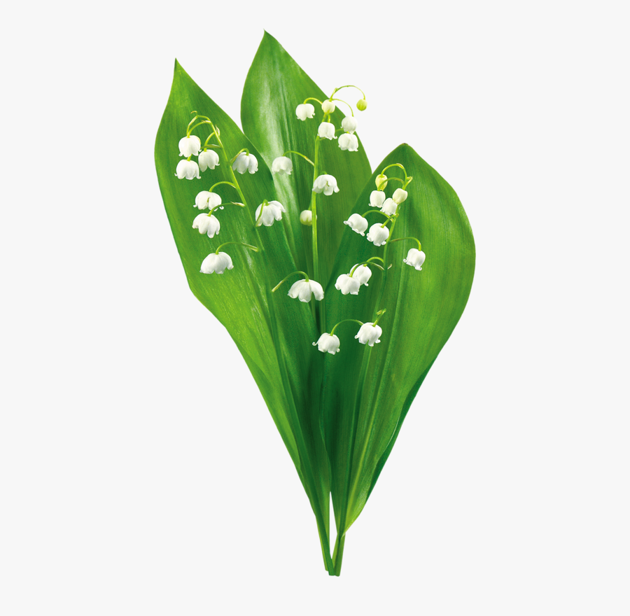 Ландыши На Прозрачном Фоне , Free Transparent Clipart - ClipartKey