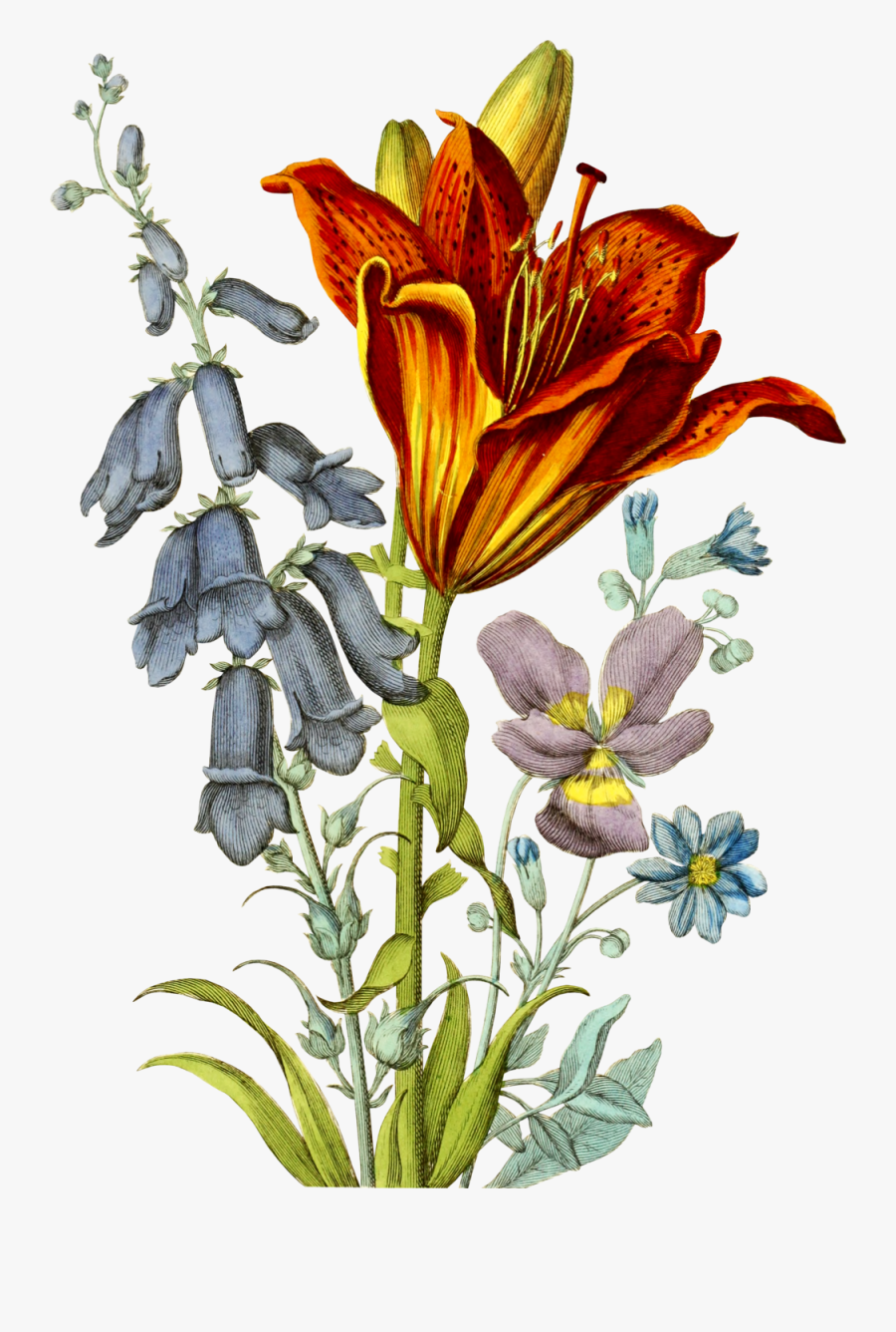 Lehigh Valley, Pa - Orange Lily, Transparent Clipart